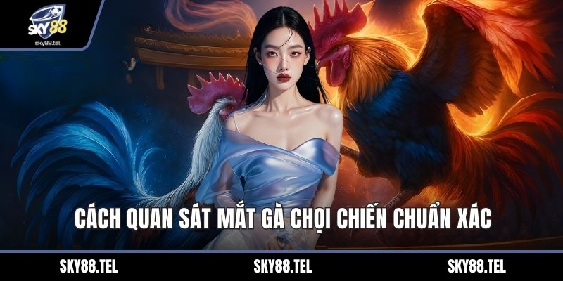 Cách quan sát mắt gà chọi chiến chuẩn xác